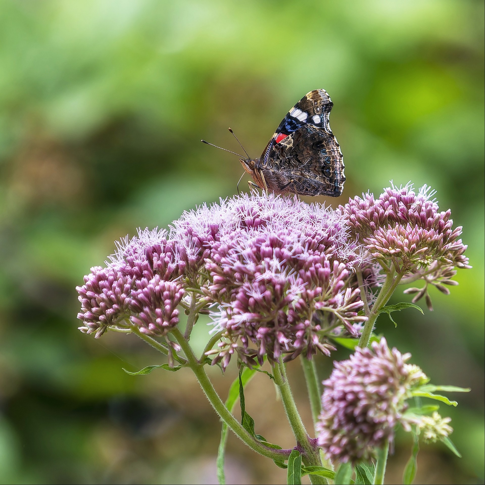Le papillon PRINT DSC 0160 1920